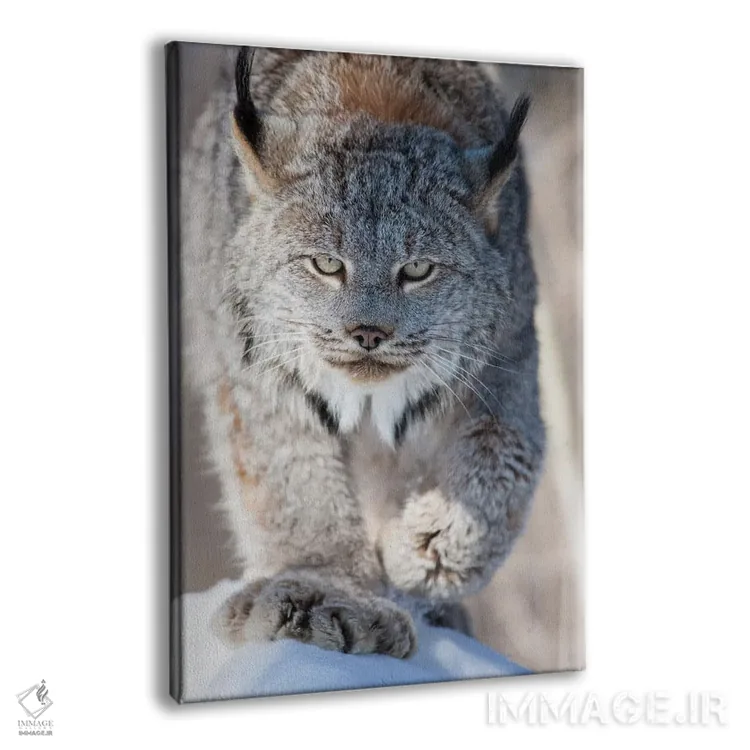 تابلو دکوراتیو Minnesota, Sandstone. Lynx walking,آمریکا، مینه سوتا، سندستو… اثر هولیس لونی - نمای پرسپکتیو محصول