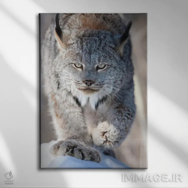 تابلو دکوراتیو Minnesota, Sandstone. Lynx walking,آمریکا، مینه سوتا، سندستو… اثر هولیس لونی - نمای روبهرو روی دیوار