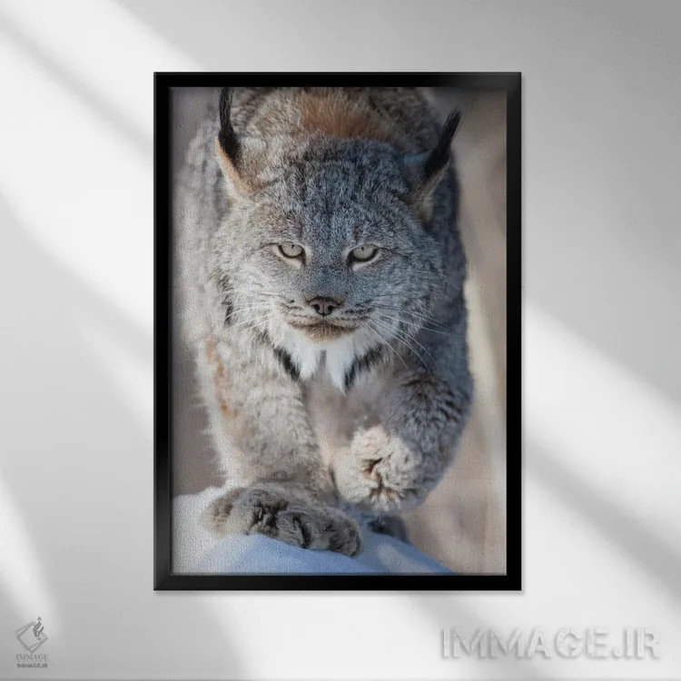 تابلو دکوراتیو Minnesota, Sandstone. Lynx walking,آمریکا، مینه سوتا، سندستو… اثر هولیس لونی - نمای قابدار مشکی