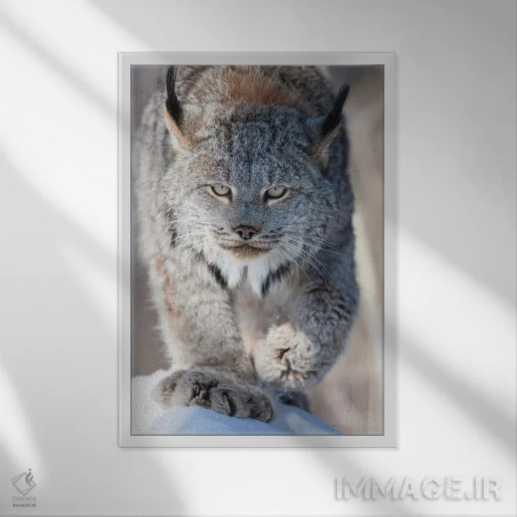 تابلو دکوراتیو Minnesota, Sandstone. Lynx walking,آمریکا، مینه سوتا، سندستو… اثر هولیس لونی - نمای قابدار سفید