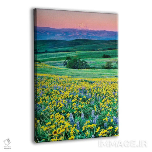 تابلو دکوراتیو Oregon, Columbia River Gorge landscape of field and Mt. Hood… اثر هولیس لونی - نمای پرسپکتیو محصول