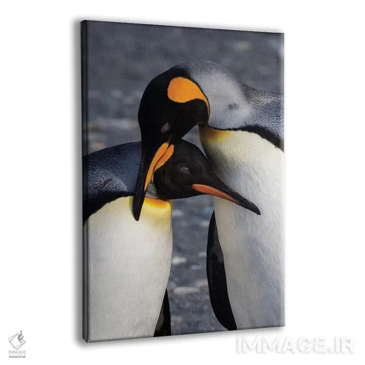 تابلو دکوراتیو South Georgia Island. St. Andrew's Bay, pair of King Penguin… اثر هولیس لونی - نمای پرسپکتیو محصول