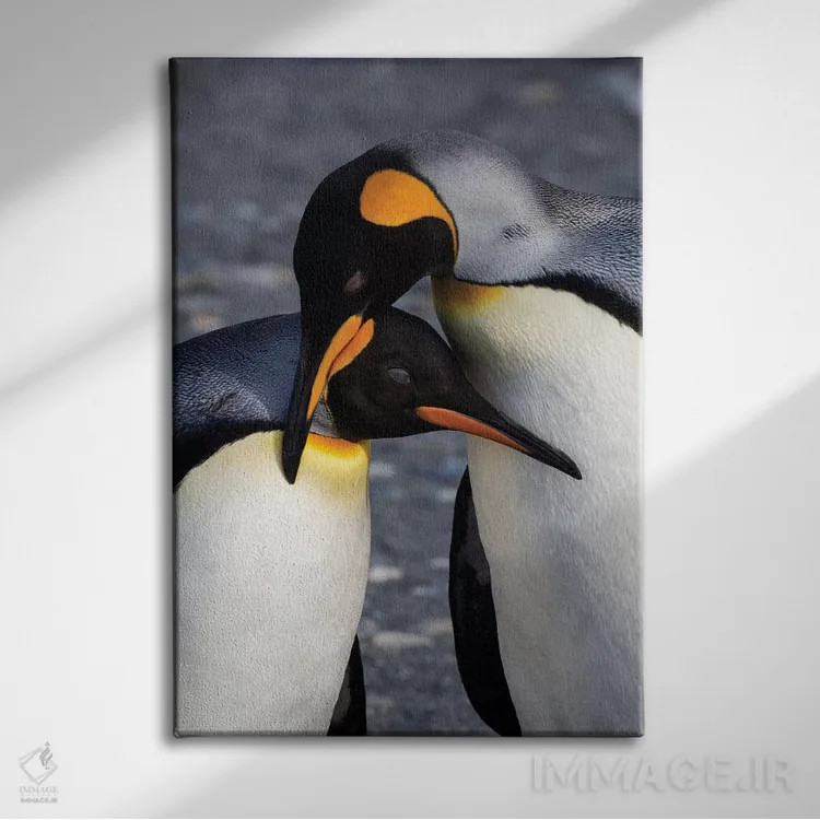 تابلو دکوراتیو South Georgia Island. St. Andrew's Bay, pair of King Penguin… اثر هولیس لونی - نمای روبهرو روی دیوار