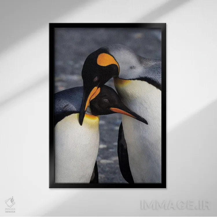 تابلو دکوراتیو South Georgia Island. St. Andrew's Bay, pair of King Penguin… اثر هولیس لونی - نمای قابدار مشکی