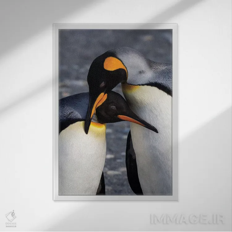 تابلو دکوراتیو South Georgia Island. St. Andrew's Bay, pair of King Penguin… اثر هولیس لونی - نمای قابدار سفید