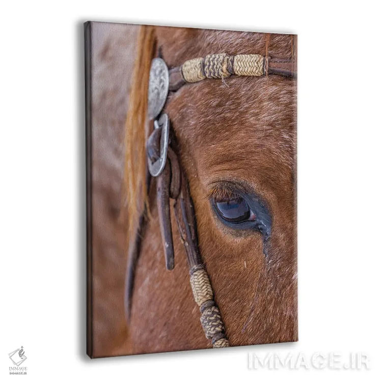 تابلو دکوراتیو Wyoming Hideout Horse Ranch, Horse Detail,آمریکا، وایومینگ… اثر هولیس لونی - نمای پرسپکتیو محصول
