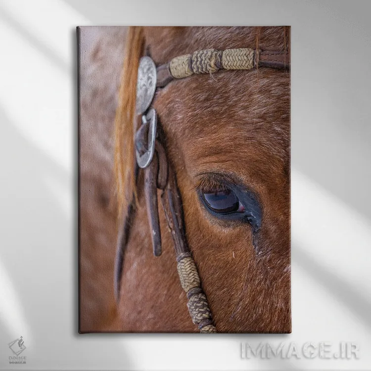 تابلو دکوراتیو Wyoming Hideout Horse Ranch, Horse Detail,آمریکا، وایومینگ… اثر هولیس لونی - نمای روبهرو روی دیوار