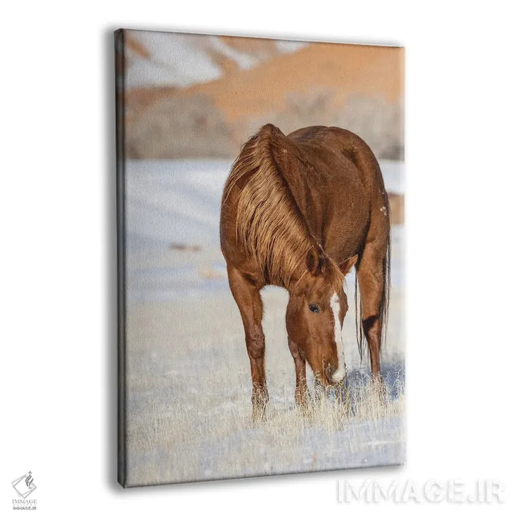 تابلو دکوراتیو Wyoming Hideout Horse Ranch, Horse Grazing In Snow,آمریکا، و… اثر هولیس لونی - نمای پرسپکتیو محصول