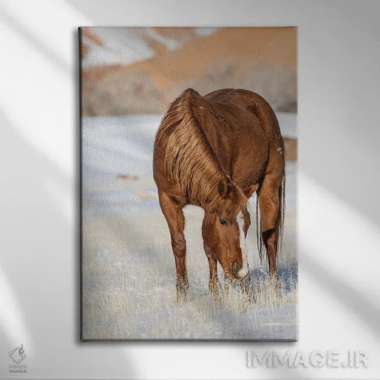 تابلو دکوراتیو Wyoming Hideout Horse Ranch, Horse Grazing In Snow,آمریکا، و… اثر هولیس لونی - نمای روبهرو روی دیوار