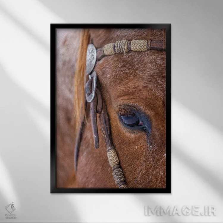 تابلو دکوراتیو Wyoming Hideout Horse Ranch, Horse Detail,آمریکا، وایومینگ… اثر هولیس لونی - نمای قابدار مشکی