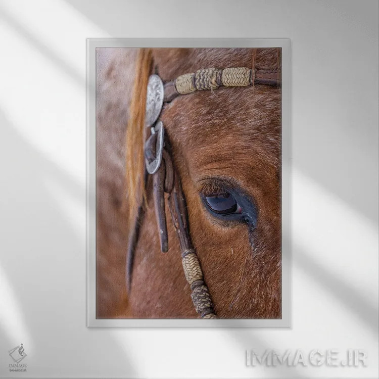 تابلو دکوراتیو Wyoming Hideout Horse Ranch, Horse Detail,آمریکا، وایومینگ… اثر هولیس لونی - نمای قابدار سفید