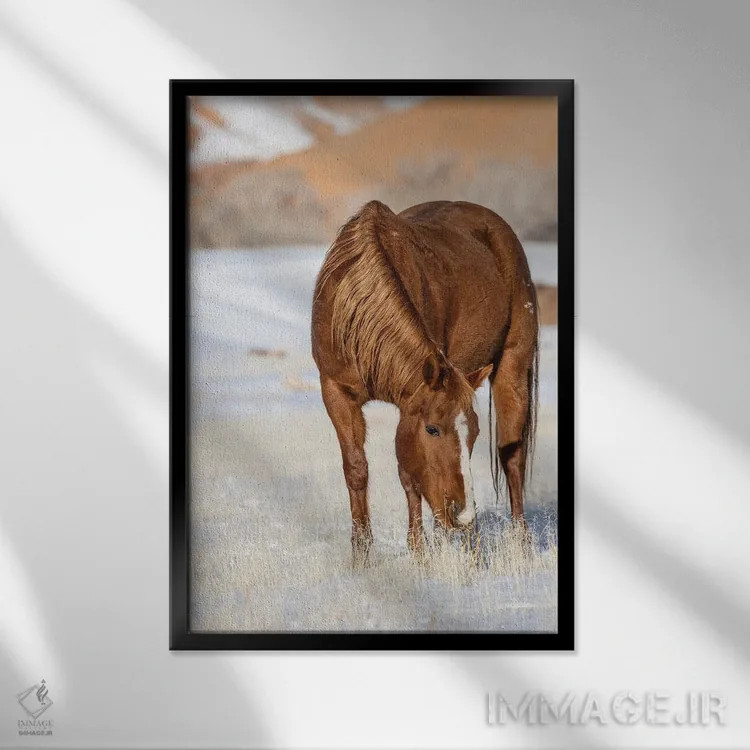 تابلو دکوراتیو Wyoming Hideout Horse Ranch, Horse Grazing In Snow,آمریکا، و… اثر هولیس لونی - نمای قابدار مشکی