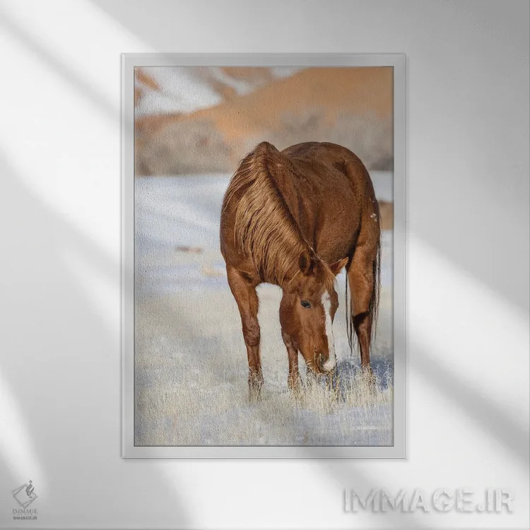 تابلو دکوراتیو Wyoming Hideout Horse Ranch, Horse Grazing In Snow,آمریکا، و… اثر هولیس لونی - نمای قابدار سفید