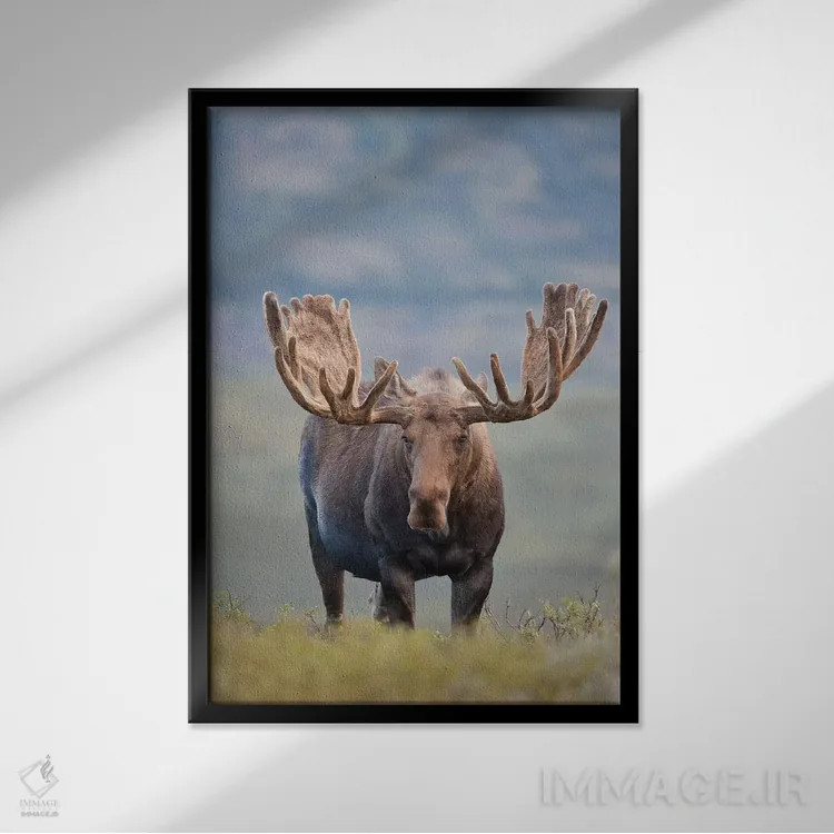 تابلو دکوراتیو Denali National Park & Preserve, Alaska, USA,گوزن نر در توندرا… اثر هیو رز - نمای قابدار مشکی