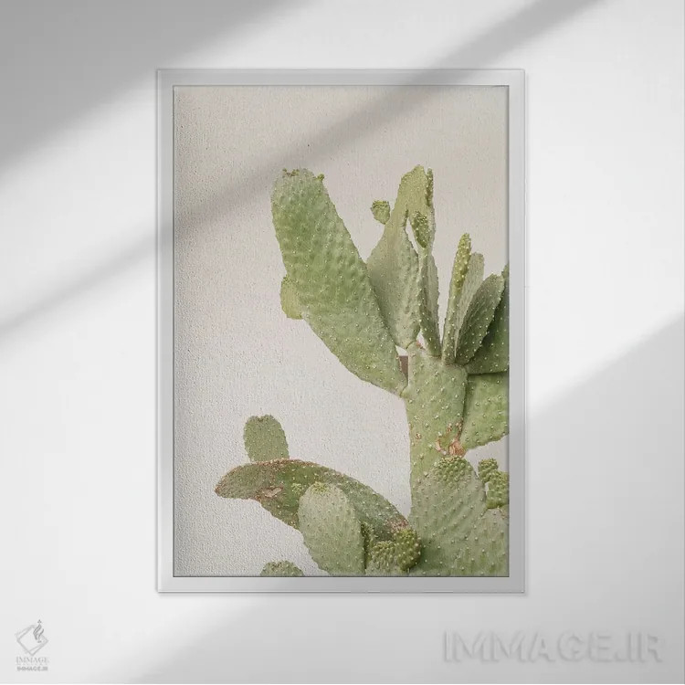 تابلو دکوراتیو گیاه کاکتوس روی زمینه سفید اثر هنریکه شنک - نمای قابدار سفید