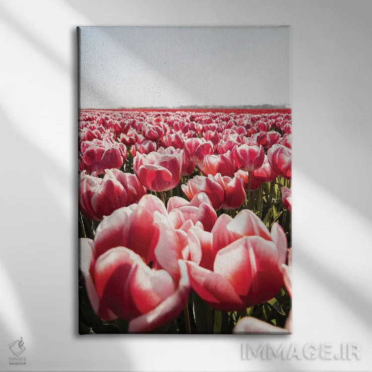 تابلو دکوراتیو مزرعه لاله در هلند اثر هنریکه شنک - نمای روبهرو روی دیوار