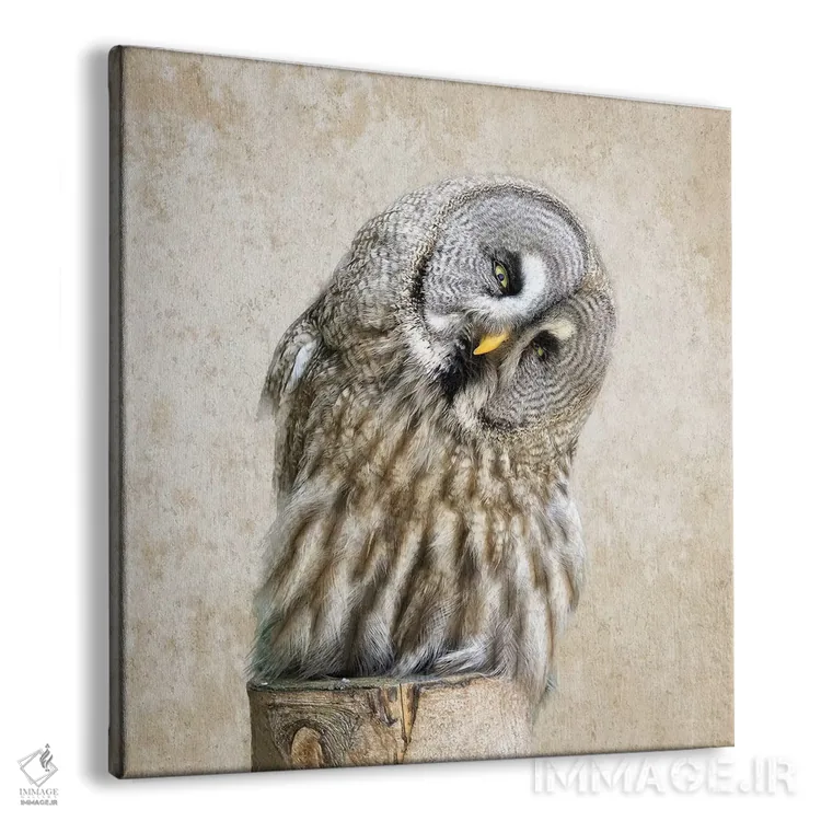 تابلو دکوراتیو جغد راه راه اثر عکاسی ام اسکات - نمای پرسپکتیو محصول