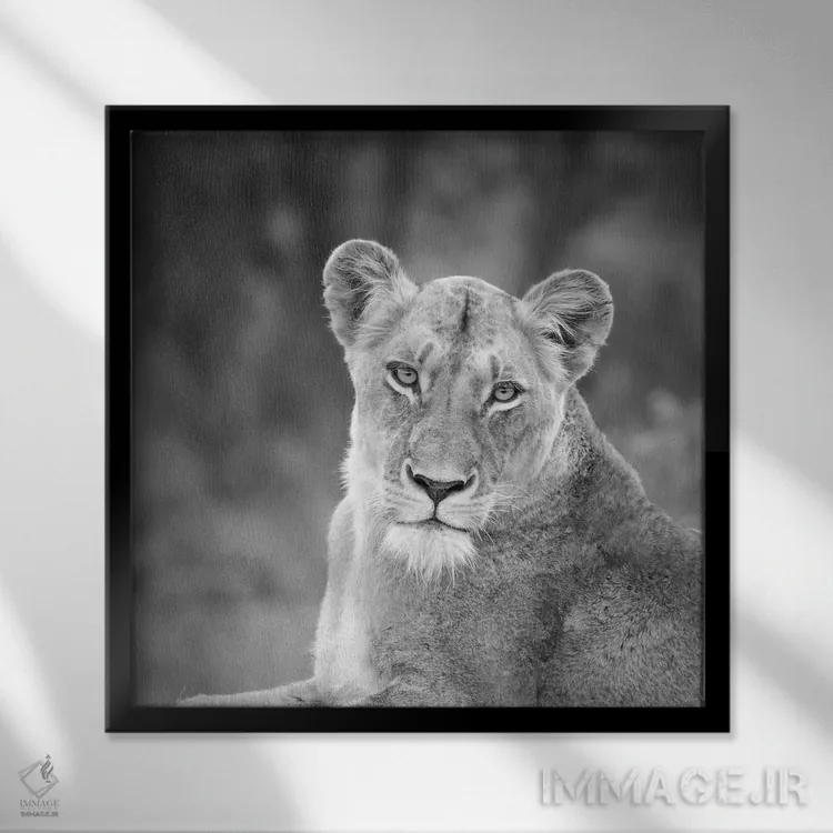 تابلو دکوراتیو شیرماده اثر عکاسی ام اسکات - نمای قابدار مشکی