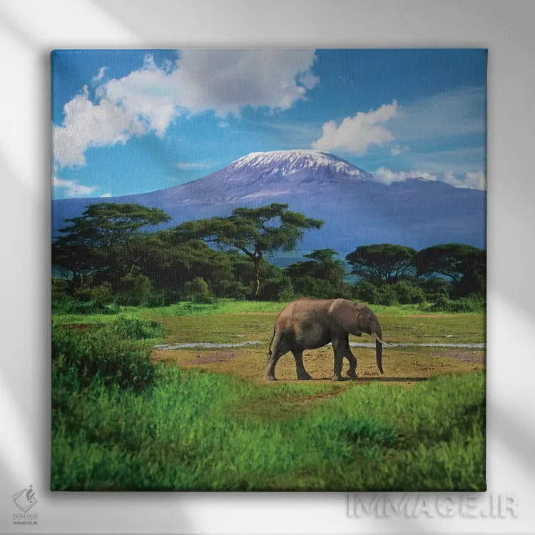 تابلو دکوراتیو Amboseli National Park, Kenya,فیل آفریقایی تنها با کوه کلیما… اثر میوا استاک - نمای روبهرو روی دیوار