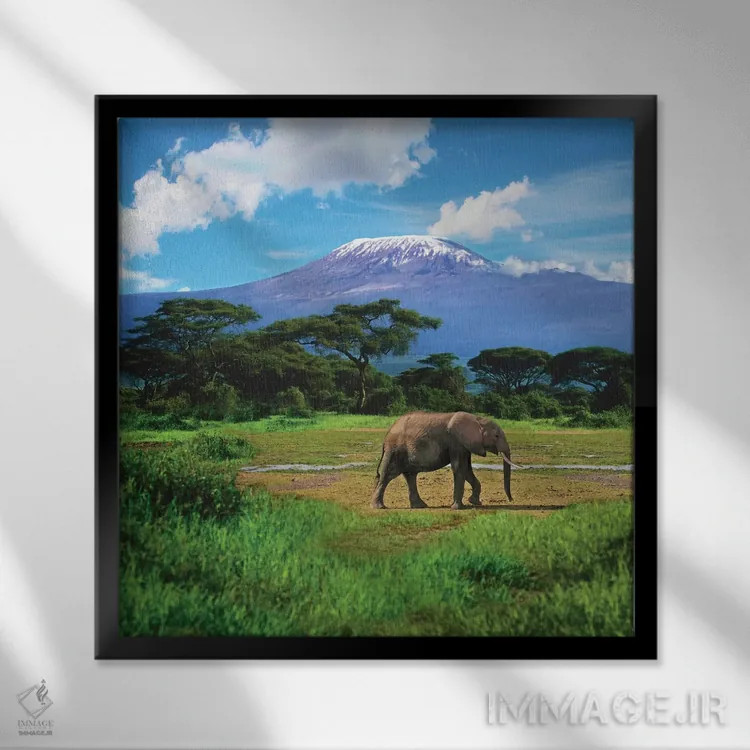 تابلو دکوراتیو Amboseli National Park, Kenya,فیل آفریقایی تنها با کوه کلیما… اثر میوا استاک - نمای قابدار مشکی